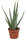 Echte Aloe Vera - im 12cm Topf - ca. 30-40cm hoch