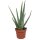 Echte Aloe Vera - im 12cm Topf - ca. 30-40cm hoch