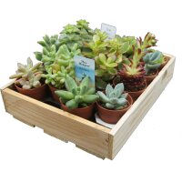 Mini-Sukkulenten im 5,5cm Topf - incl. Holzkiste, 16...