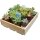 Mini-Sukkulenten im 5,5cm Topf - incl. Holzkiste, 16 Pflanzen