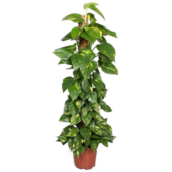 Efeutute, Scindapsus ca. 150cm hoch, im 27cm Topf (Epipremnum aureum)