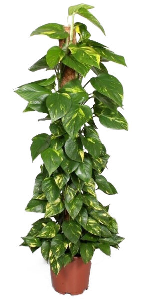 Efeutute, Scindapsus ca. 150cm hoch, im 27cm Topf (Epipremnum aureum)