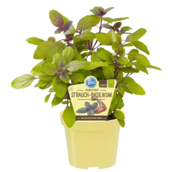 Bio Robustes Strauch-Basilikum (Ocimum kiliman. x basilicum), im 12cm Topf