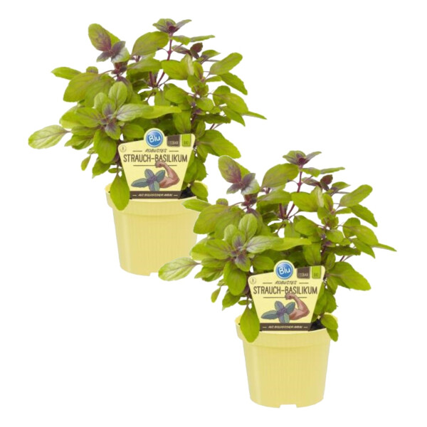 Bio Robustes Strauch-Basilikum (Ocimum kiliman. x basilicum), je im 12cm Topf, 2 Pflanzen im Set