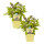 Bio Robustes Strauch-Basilikum (Ocimum kiliman. x basilicum), je im 12cm Topf, 2 Pflanzen im Set