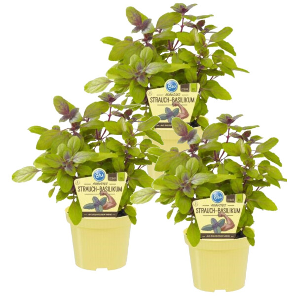 Bio Robustes Strauch-Basilikum (Ocimum kiliman. x basilicum), je im 12cm Topf, 3 Pflanzen im Set