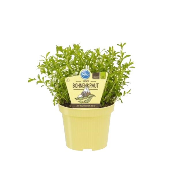 Bio Berg-Bohnenkraut, (Satureja montana), im 12cm Topf