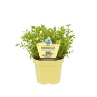 Bio Berg-Bohnenkraut, (Satureja montana), im 12cm Topf