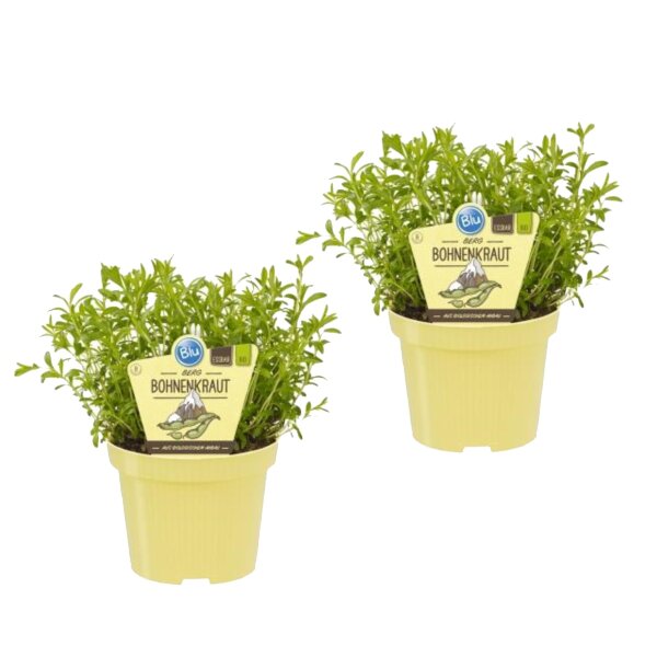 Bio Berg-Bohnenkraut, (Satureja montana), je im 12cm Topf, 2 Pflanzen im Set