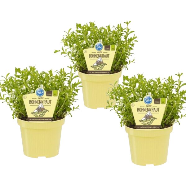 Bio Berg-Bohnenkraut, (Satureja montana), je im 12cm Topf, 3 Pflanzen im Set