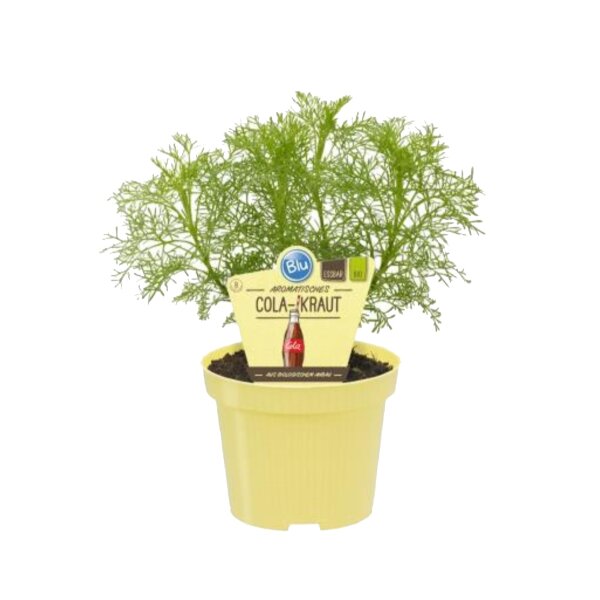 Bio Aromatisches Cola-Kraut, (Artemisia abrotanum var. Maritima), im 12cm Topf