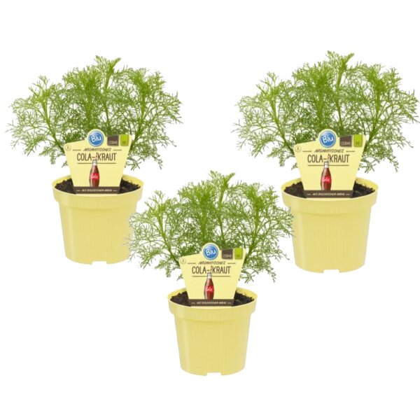 Bio Aromatisches Cola-Kraut, (Artemisia abrotanum var. maritima), je im 12cm Topf, 3 Pflanzen im Set