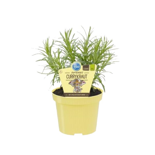 Bio Currykraut, (Helichrysum italicum), im 12cm Topf