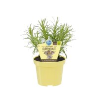 Bio Currykraut, (Helichrysum italicum), im 12cm Topf