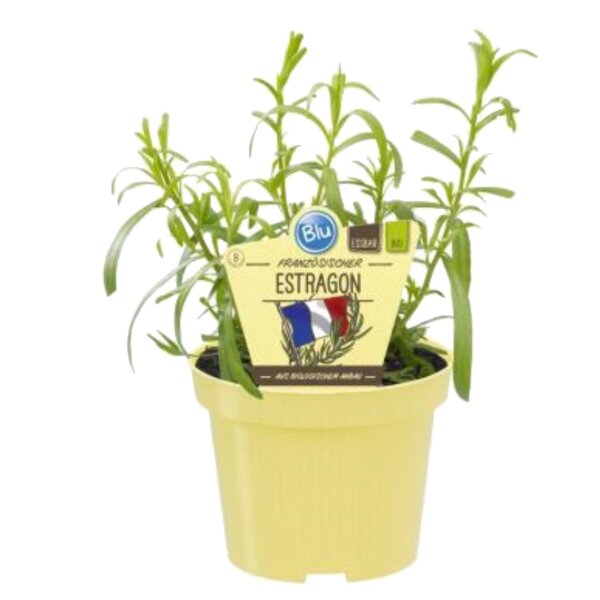 Bio Französischer Estragon (Artemisia dracunculus), im 12cm Topf