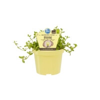 Bio Gedächtnis-Stütze Brahmi, (Bacopa...