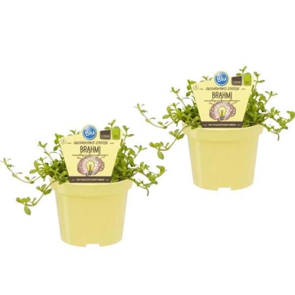 Bio Gedächtnis-Stütze Brahmi, (Bacopa monnieri), im 12cm Topf, 2 Pflanzen im Set