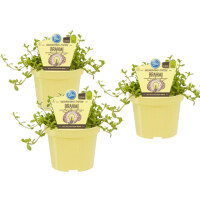 Bio Gedächtnis-Stütze Brahmi, (Bacopa...