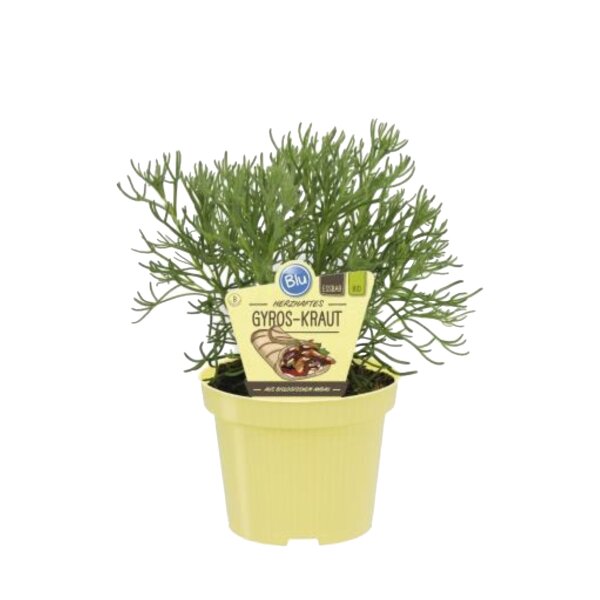 Bio Gyros-Kraut (Artemisia caucasia) im 12cm Topf