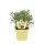 Bio Gyros-Kraut (Artemisia caucasia) im 12cm Topf