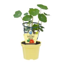 Bio Kapuzinerkresse, (Tropaeolum majus), im 12cm Topf