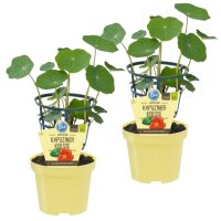Bio Kapuzinerkresse, (Tropaeolum majus), je im 12cm Topf,...