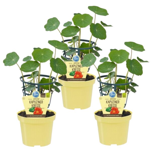 Bio Kapuzinerkresse, (Tropaeolum majus), je im 12cm Topf, 3 Pflanzen im Set