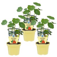 Bio Kapuzinerkresse, (Tropaeolum majus), je im 12cm Topf,...