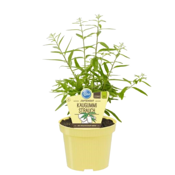 Bio Kaugummistrauch (Lippia polystacha) im 12cm Topf