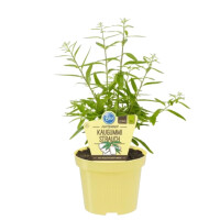 Bio Kaugummistrauch (Lippia polystacha) im 12cm Topf