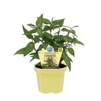 Bio vietnamesischer Koriander (Polygonum odoratum), im...