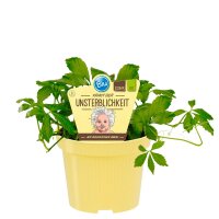 Bio Kraut der Unsterblichkeit (Gynostemma pentaphyllum)  im 12cm Topf