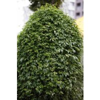 Bio Kraut der Unsterblichkeit (Gynostemma pentaphyllum)  im 12cm Topf