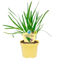Bio Lauch Gartenknofi, (Allium Hybride Quattro), im 12cm...