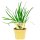 Bio Lauch Gartenknofi, (Allium Hybride Quattro), im 12cm Topf