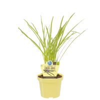 Bio Knobi-Gras (Tulbaghia violacea) im 12 cm Topf