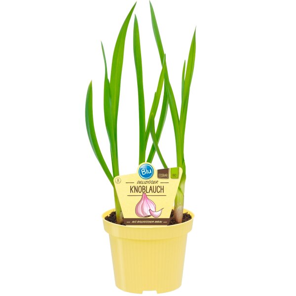 Bio Knoblauch (Allium sativum), im 12cm Topf