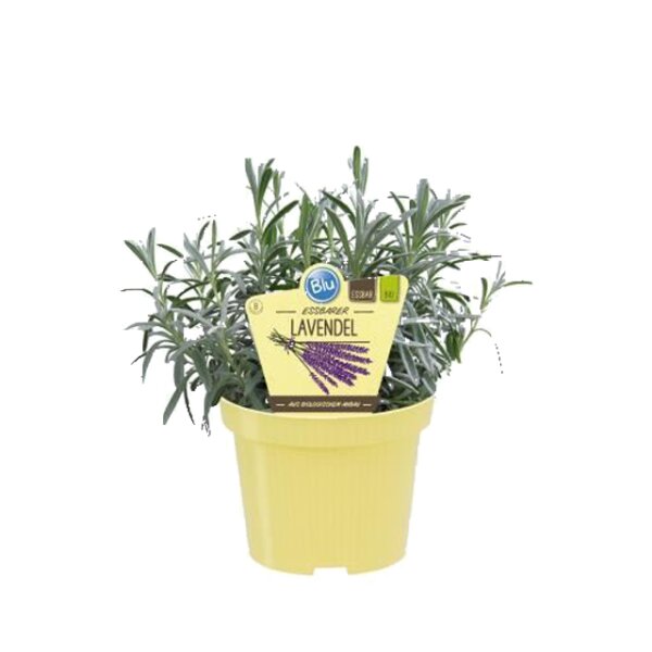 Bio Lavendel essbar (Lavandula angustifolia) im 12cm Topf