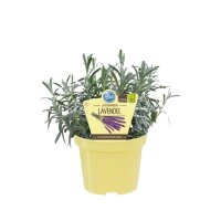 Bio Lavendel essbar (Lavandula angustifolia) im 12cm Topf