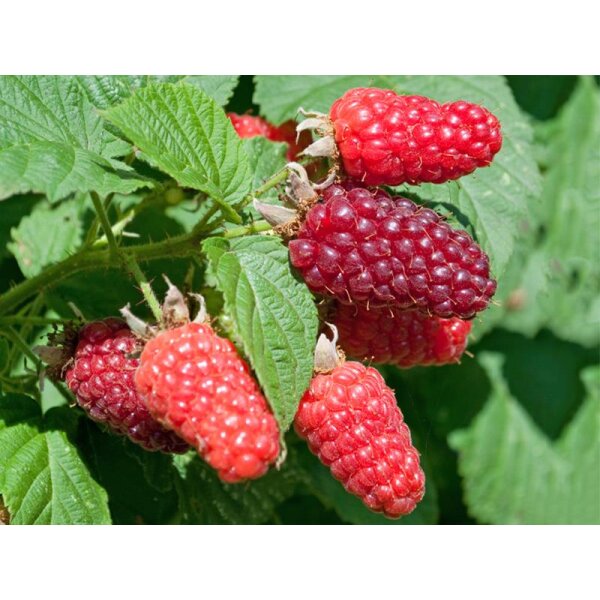 Herbst Himbeere, (Rubus idaeus), Sorte: Heritage, ca. 65cm hoch, im 14cm Topf