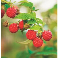 Herbst Himbeere, (Rubus idaeus), Sorte: Heritage, ca....
