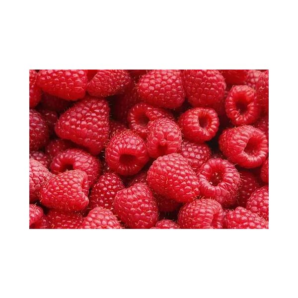 Himbeere, (Rubus idaeus), Sorte: Twotimer Sugana Red, ca. 65cm hoch, im 14cm Topf