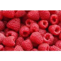 Himbeere, (Rubus idaeus), Sorte: Twotimer Sugana Red, ca....