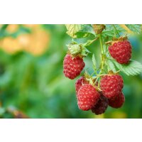 Himbeere, (Rubus idaeus), Sorte: Twotimer Sugana Red, ca....