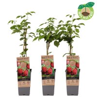 Himbeere, (Rubus idaeus), Sorte: Twotimer Sugana Red, ca. 65cm hoch, im 14cm Topf