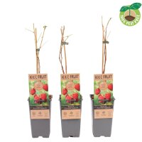 Himbeere, (Rubus idaeus), Sorte: Twotimer Sugana Red, ca. 65cm hoch, im 14cm Topf