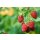 Himbeere, (Rubus idaeus), Sorte: Twotimer Sugana Red, ca. 65cm hoch, im 14cm Topf