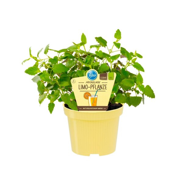 Bio Limo-Pflanze (Agastache mexicana) im 12cm Topf