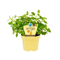 Bio Limo-Pflanze (Agastache mexicana) im 12cm Topf