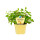 Bio Limo-Pflanze (Agastache mexicana) im 12cm Topf